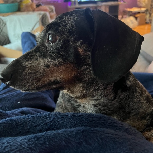 Meet your Posher, Kina - Picture 2 of 3